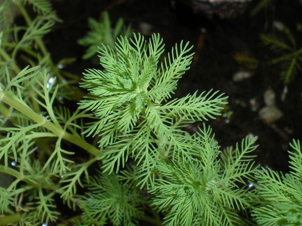 Pianta acquatica: Myriophyllum aquaticum (Vell.) Verdc.